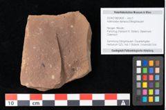 Foto (Objekt + Etikett) von Asterocalyx styriacus Ettingshausen (NHMW-GEO-2024-0188-0426)